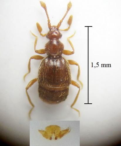 Réf. 279 786 : Bryaxis pyrenaeus